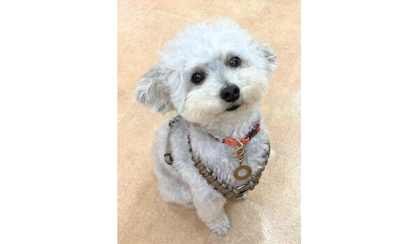犬のしつけ教室・出張レッスン・無駄吠えの矯正レッスンを行うドッグスクール ヴィッセの新入生です。～7月12日 