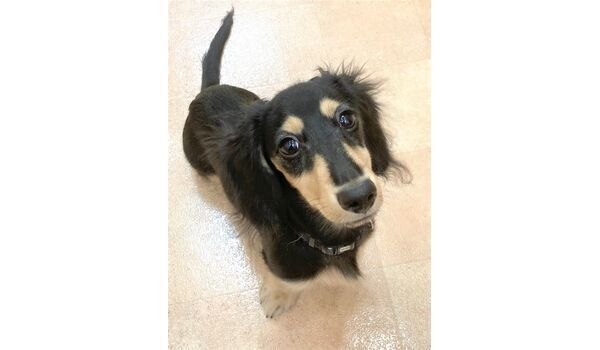 犬のしつけ教室・出張レッスン・無駄吠えの矯正レッスンを行うドッグスクール ヴィッセの今日のわん子達。～7月17日 
