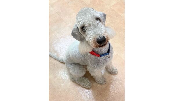 犬のしつけ教室・出張レッスン・無駄吠えの矯正レッスンを行うドッグスクール ヴィッセの新入生です。～7月19日 