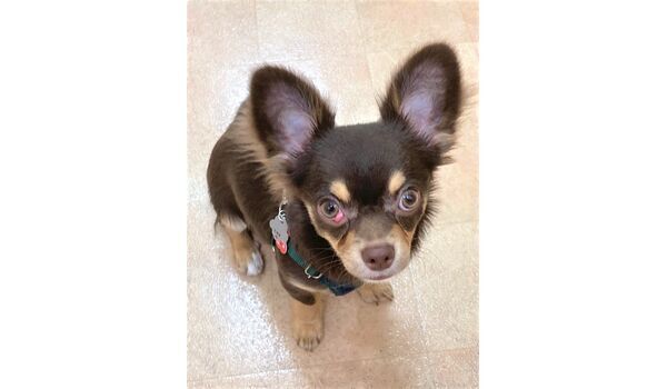 犬のしつけ教室・出張レッスン・無駄吠えの矯正レッスンを行うドッグスクール ヴィッセの新入生です。～7月21日 