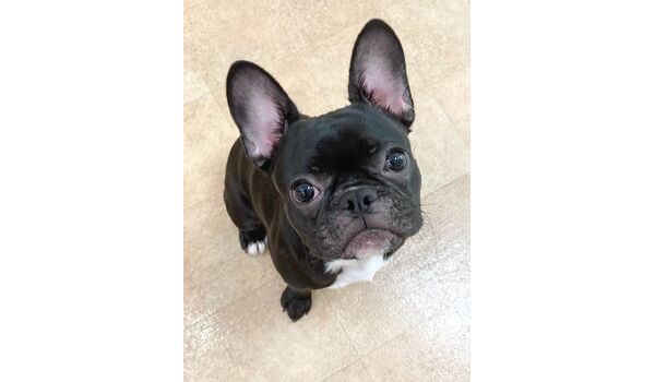犬のしつけ教室・出張レッスン・無駄吠えの矯正レッスンを行うドッグスクール ヴィッセの新入生です。～7月31日 