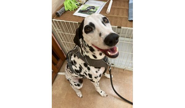 犬のしつけ教室・出張レッスン・無駄吠えの矯正レッスンを行うドッグスクール ヴィッセの今日のわん子達。～8月4日 