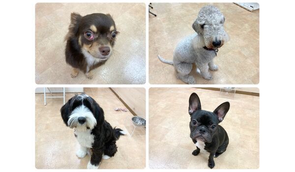 犬のしつけ教室・出張レッスン・無駄吠えの矯正レッスンを行うドッグスクール ヴィッセの今日のわん子達です。～8月13日 