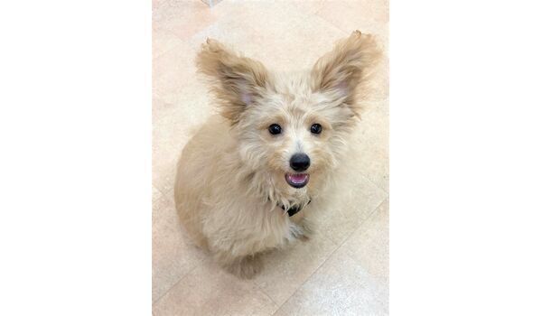 犬のしつけ教室・出張レッスン・無駄吠えの矯正レッスンを行うドッグスクール ヴィッセの新入生です。～8月23日 