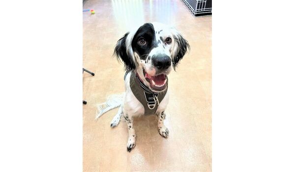 犬のしつけ教室・出張レッスン・無駄吠えの矯正レッスンを行うドッグスクール ヴィッセの新入生です。～8月29日～