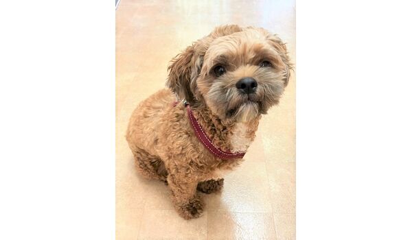 犬のしつけ教室・出張レッスン・無駄吠えの矯正レッスンを行うドッグスクール ヴィッセの新入生です。～8月30日～ 