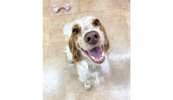 犬のしつけ教室・出張レッスン・無駄吠えの矯正レッスンを行うドッグスクール ヴィッセの新入生です。～9月1日～ 