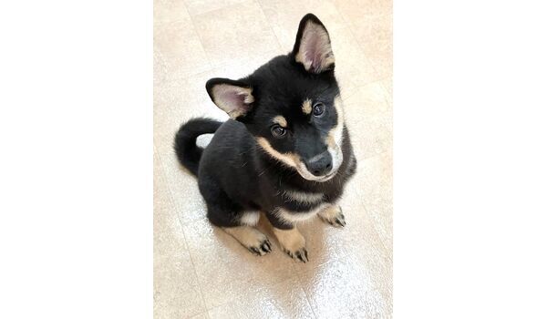犬のしつけ教室・出張レッスン・無駄吠えの矯正レッスンを行うドッグスクール ヴィッセの新入生です。～9月4日～ 
