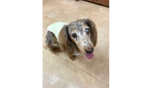 犬のしつけ教室・出張レッスン・無駄吠えの矯正レッスンを行うドッグスクール ヴィッセの新入生です。～9月6日～