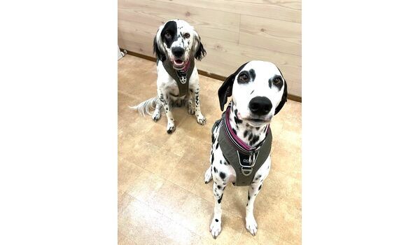 犬のしつけ教室・出張レッスン・無駄吠えの矯正レッスンを行うドッグスクール ヴィッセの今日のわん子達です。～9月8日～
