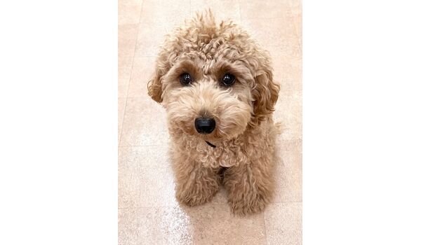 犬のしつけ教室・出張レッスン・無駄吠えの矯正レッスンを行うドッグスクール ヴィッセの新入生です。～9月15 日～