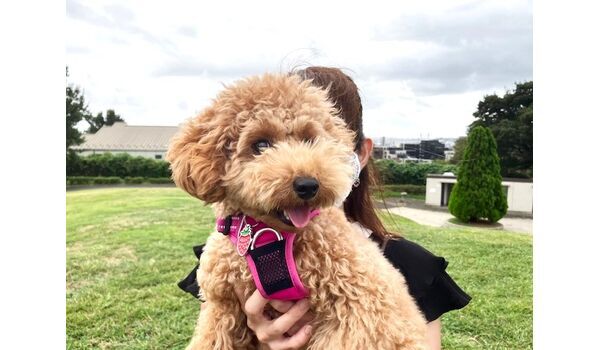 犬のしつけ教室・出張レッスン・無駄吠えの矯正レッスンを行うドッグスクール ヴィッセの今日のわん子です。～9月21日～
