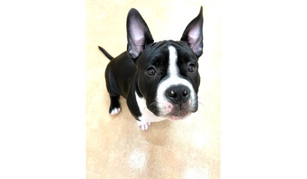 犬のしつけ教室・出張レッスン・無駄吠えの矯正レッスンを行うドッグスクール ヴィッセの新入生です。　～9月25日～