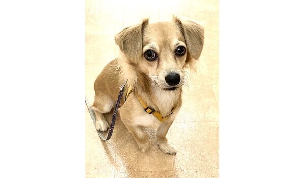 犬のしつけ教室・出張レッスン・無駄吠えの矯正レッスンを行うドッグスクール ヴィッセの新入生です。　～9月27日～