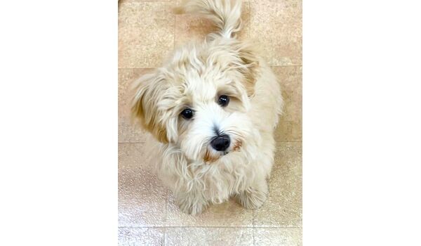 犬のしつけ教室・出張レッスン・無駄吠えの矯正レッスンを行うドッグスクール ヴィッセの新入生です。～10月2日～
