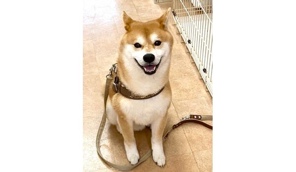 犬のしつけ教室・出張レッスン・無駄吠えの矯正レッスンを行うドッグスクール ヴィッセの今日のわん子達～10月16日～ 