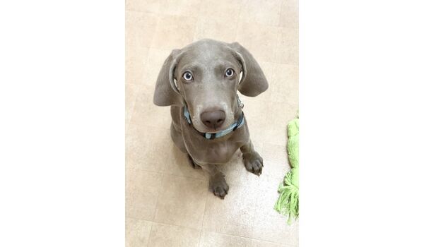 犬のしつけ教室・出張レッスン・無駄吠えの矯正レッスンを行うドッグスクール ヴィッセの今日のわん子達。～10 月17 日～