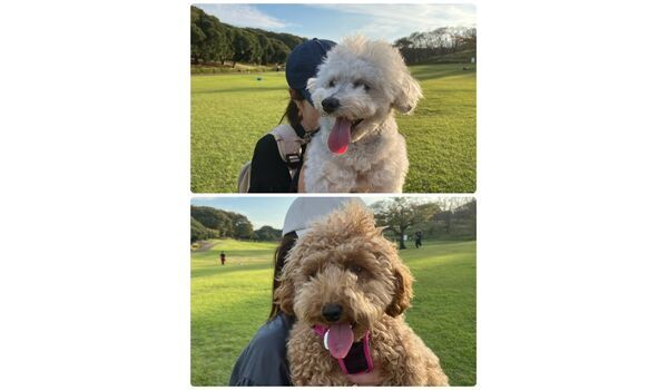 犬のしつけ教室・出張レッスン・無駄吠えの矯正レッスンを行うドッグスクール ヴィッセの今日のわん子達。～10月19日～