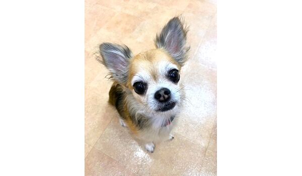 犬のしつけ教室・出張レッスン・無駄吠えの矯正レッスンを行うドッグスクール ヴィッセの今日のわん子達。～10月20日～