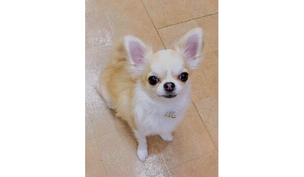 犬のしつけ教室・出張レッスン・無駄吠えの矯正レッスンを行うドッグスクール ヴィッセの新入生です。　～10月23日～ 