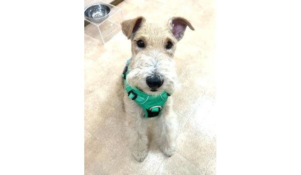 犬のしつけ教室・出張レッスン・無駄吠えの矯正レッスンを行うドッグスクール ヴィッセの新入生です。　～10月24日～ 