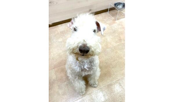 犬のしつけ教室・出張レッスン・無駄吠えの矯正レッスンを行うドッグスクール ヴィッセの新入生です。　～10月25日～