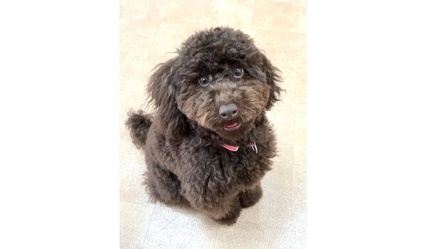 犬のしつけ教室・出張レッスン・無駄吠えの矯正レッスンを行うドッグスクール ヴィッセの新入生です。～10月27日～