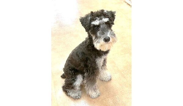 犬のしつけ教室・出張レッスン・無駄吠えの矯正レッスンを行うドッグスクール ヴィッセの新入生です。　～10月30日～