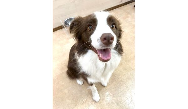 犬のしつけ教室・出張レッスン・無駄吠えの矯正レッスンを行うドッグスクール ヴィッセの新入生です。　～10月31日～ 