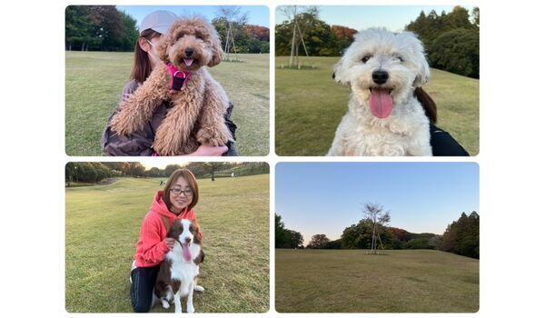 犬のしつけ教室・出張レッスン・無駄吠えの矯正レッスンを行うドッグスクール ヴィッセの今日のわん子達。～11月2日～
