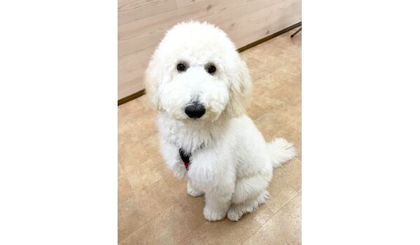 犬のしつけ教室・出張レッスン・無駄吠えの矯正レッスンを行うドッグスクール ヴィッセの新入生です。　～11月15日～ 