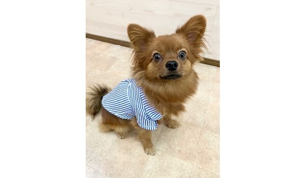 犬のしつけ教室・出張レッスン・無駄吠えの矯正レッスンを行うドッグスクール ヴィッセの新入生です。　～11月17日～