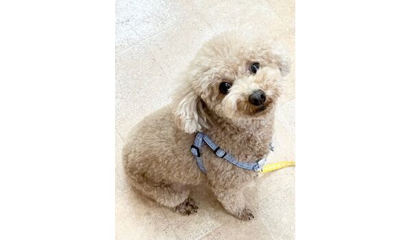 犬のしつけ教室・出張レッスン・無駄吠えの矯正レッスンを行うドッグスクールヴィッセの新入生です。　～11月26日～