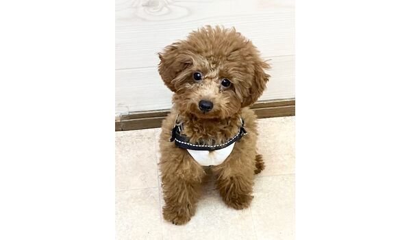 犬のしつけ教室・出張レッスン・無駄吠えの矯正レッスンを行うドッグスクール ヴィッセの新入生です。　～11月27日～