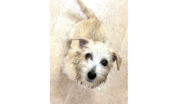 犬のしつけ教室・出張レッスン・無駄吠えの矯正レッスンを行うドッグスクール ヴィッセの今日のわん子達。～12月4日～ 