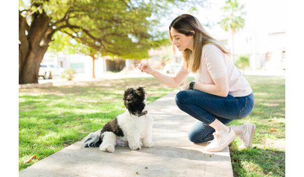 犬のしつけ教室・出張レッスン・無駄吠えの矯正レッスンを行うドッグスクール ヴィッセ～間違った「待て」の教え方。
