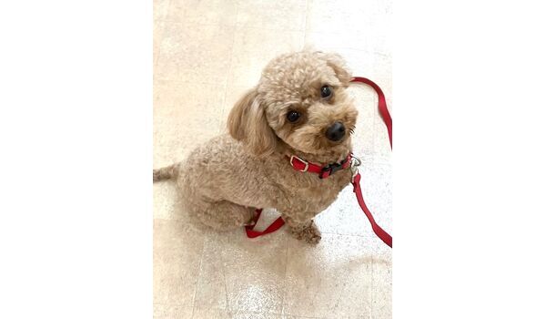 犬のしつけ教室・出張レッスン・無駄吠えの矯正レッスンを行うドッグスクール ヴィッセの今日のわん子達～12月11日～ 