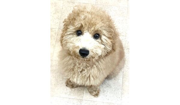犬のしつけ教室・出張レッスン・無駄吠えの矯正レッスンを行うドッグスクール ヴィッセの今日のわん子達～12 月12 日～ 
