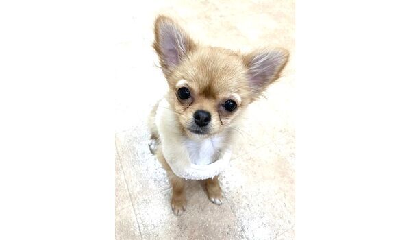 犬のしつけ教室・出張レッスン・無駄吠えの矯正レッスンを行うドッグスクール ヴィッセの今日のわん子達。～12月19日～ 