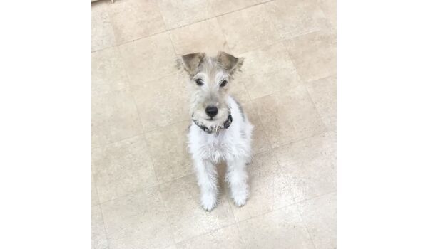 犬のしつけ教室・出張レッスン・無駄吠えの矯正レッスンを行うドッグスクール ヴィッセの今日のわん子達。～12月22日～ 