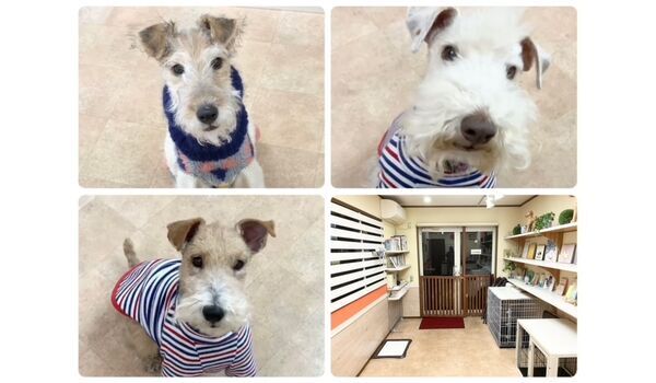 犬のしつけ教室・出張レッスン・無駄吠えの矯正レッスンを行うドッグスクール ヴィッセの今日のわん子達。～12月27日～ 