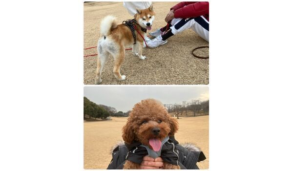 犬のしつけ教室・出張レッスン・無駄吠えの矯正レッスンを行うドッグスクール ヴィッセの今日のわん子達。～1月10日～ 
