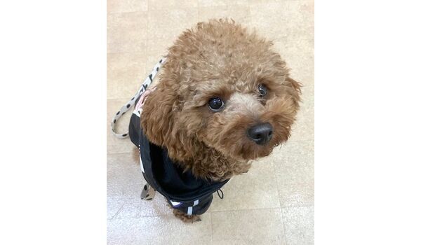 犬のしつけ教室・出張レッスン・無駄吠えの矯正レッスンを行うドッグスクール ヴィッセの今日のわん子達。～1月12日～