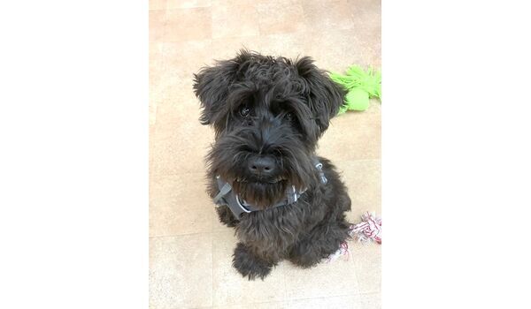 犬のしつけ教室・出張レッスン・無駄吠えの矯正レッスンを行うドッグスクール ヴィッセの新入生です。　～1月16日～ 