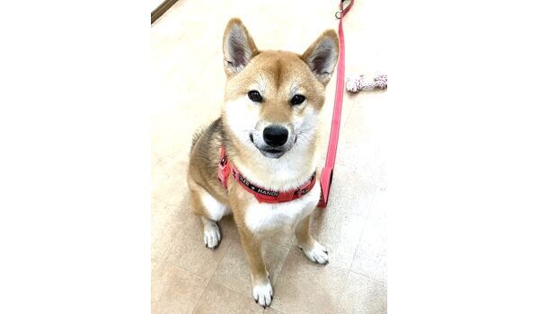 犬のしつけ教室・出張レッスン・無駄吠えの矯正レッスンを行うドッグスクール ヴィッセの今日のわん子達。～1月26日～