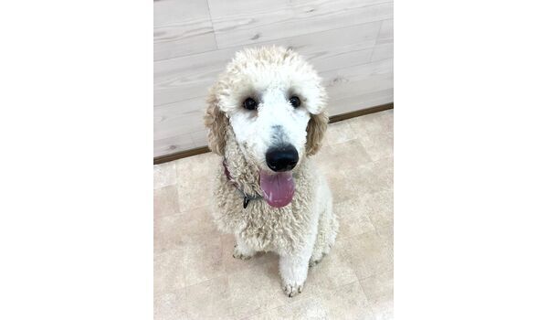 犬のしつけ教室・出張レッスン・無駄吠えの矯正レッスンを行うドッグスクール ヴィッセの新入生です。　～1月29日～