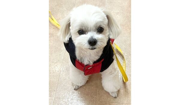 犬のしつけ教室・出張レッスン・無駄吠えの矯正レッスンを行うドッグスクール ヴィッセの新入生です。　～1月30日～ 