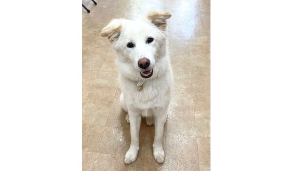 犬のしつけ教室・出張レッスン・無駄吠えの矯正レッスンを行うドッグスクール ヴィッセの新入生です。　～2月5日～