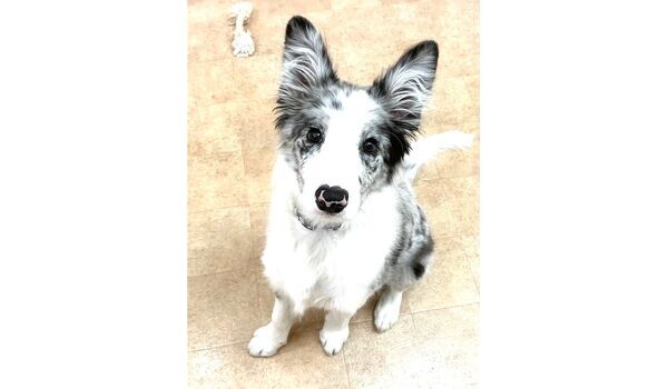 犬のしつけ教室・出張レッスン・無駄吠えの矯正レッスンを行うドッグスクール ヴィッセの新入生です。　～2月6日～ 