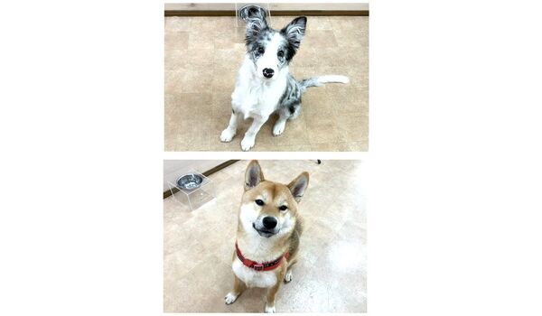 犬のしつけ教室・出張レッスン・無駄吠えの矯正レッスンを行うドッグスクールヴィッセの今日のわん子達です。～2月8日～